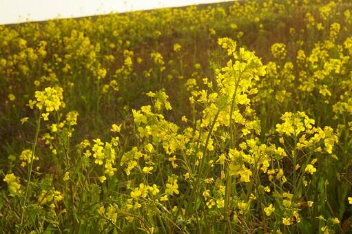 Rape blossom, rape blossoms, hana saw, oilseed rape, JPG