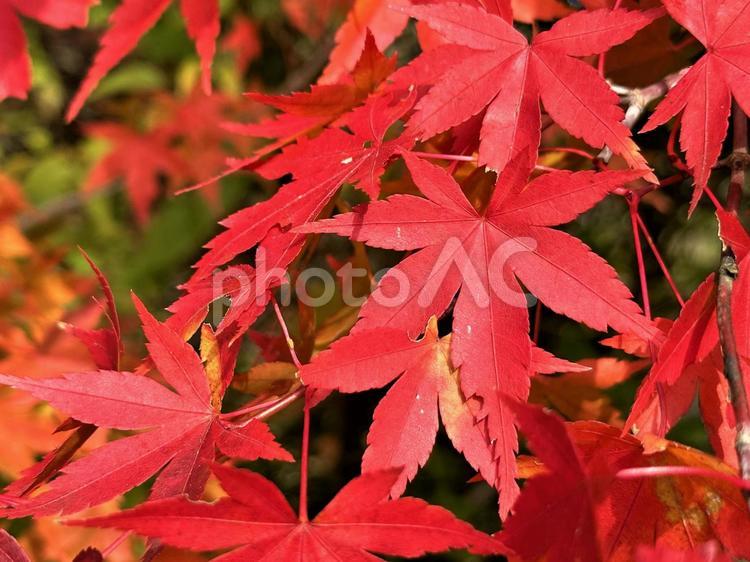  美しい秋の河口湖畔の紅葉 山梨,河口湖,紅葉の写真素材