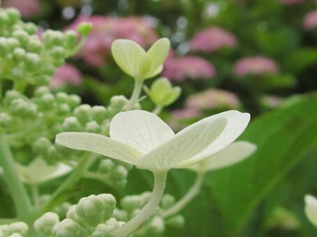 紫陽花 紫陽花の写真