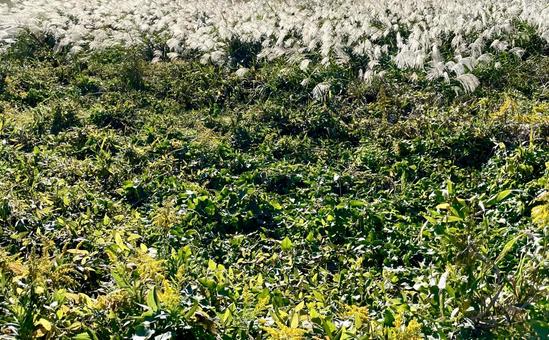 ススキの群生がある斜面の写真
