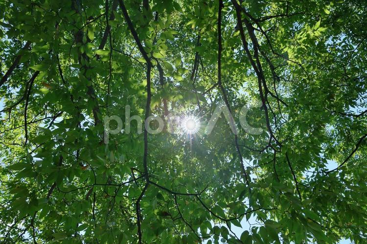 キラキラ輝く夏の木漏れ日と緑 木漏れ日,新緑,光の写真素材