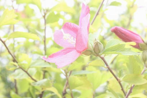 ピンクの花 ピンクの花の写真
