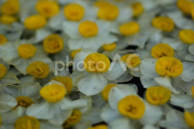 春の訪れ - 水仙の花 水仙,春,花の写真素材