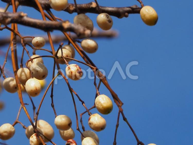 白い木の実 木の実,冬,寒いの写真素材