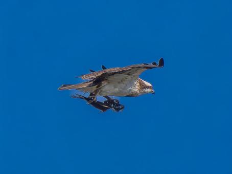 空を飛ぶミサゴ 空を飛ぶミサゴ ミサゴ,タカ,野鳥の写真素材