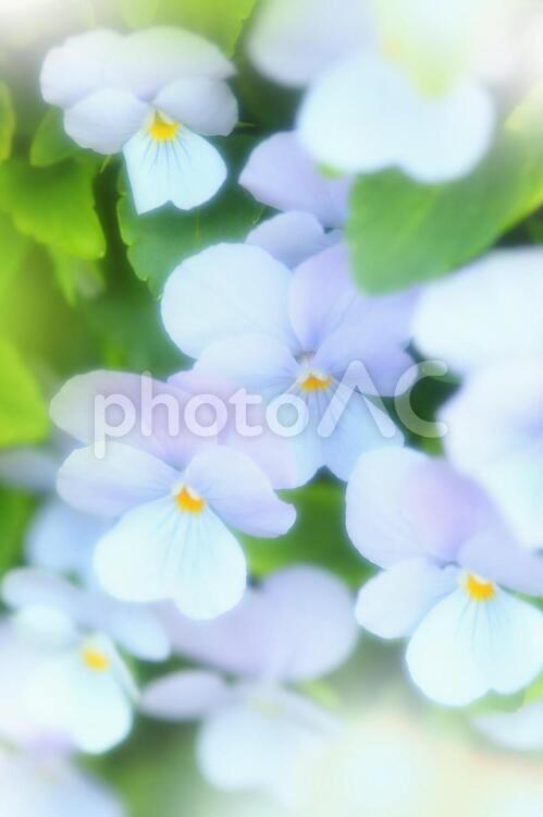 かわいいパンジー_ソフトフォーカス_イメージ パンジー,花,背景の写真素材