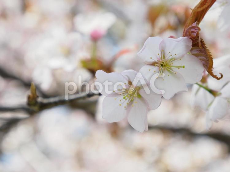桜が咲いている 桜,花,自然の写真素材