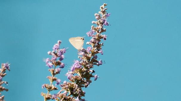 チェストツリー チェストツリー チェストツリー,セイヨウニンジンボク,背景の写真素材