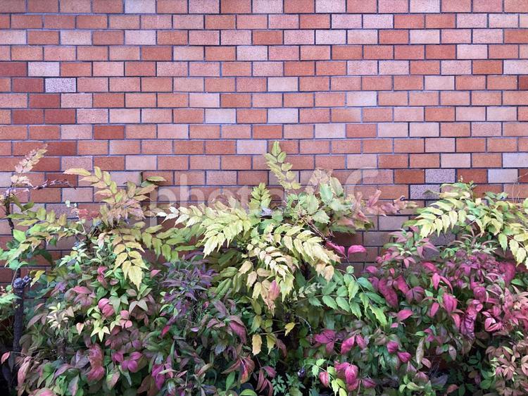 南天の植え込みとレンガタイルの壁 煉瓦タイル,植え込み,南天の写真素材