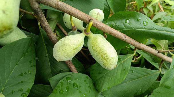 Photo, poopo, fruit, delicious, 