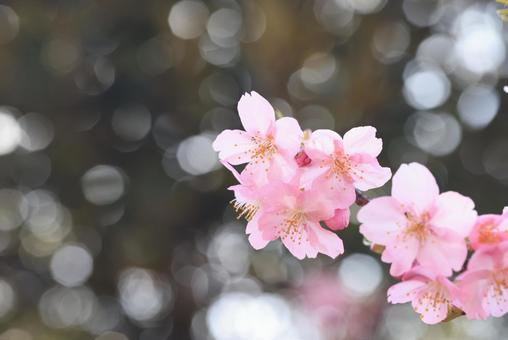河津桜 河津桜の写真