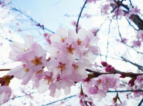 春の桜5 春の桜5の写真