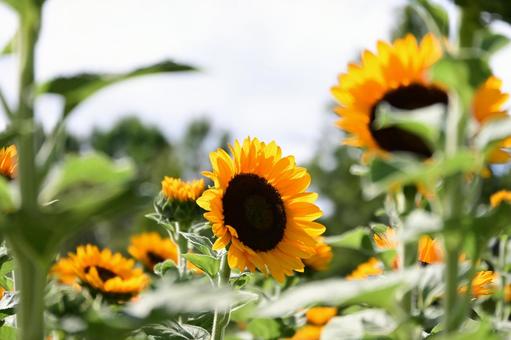 ひまわりのクローズアップ ひまわりのクローズアップ ひまわり,花,夏の写真素材