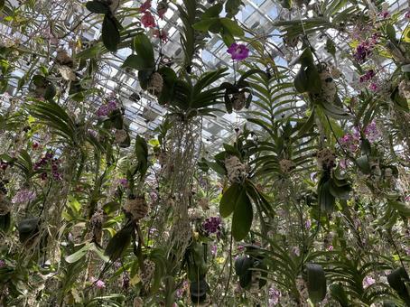 吊るされた花 吊るされた花 花,植物,フラワーの写真素材
