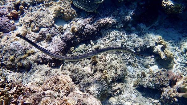 沖縄の海を泳ぐウミヘビ 沖縄の海を泳ぐウミヘビ ウミヘビ,沖縄,海の写真素材