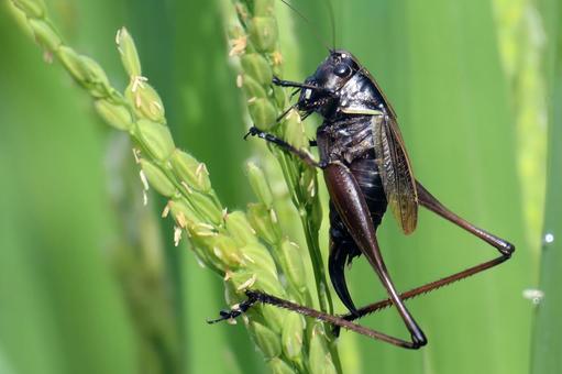 稲とヒメギス ヒメギス,バッタ,キリギリスの写真素材