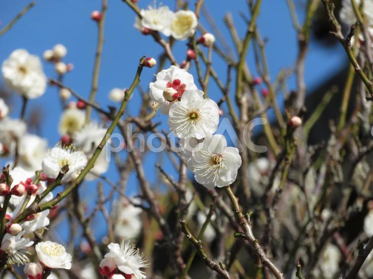 咲き始めのお寺境内にある白梅 花,植物,梅の写真素材