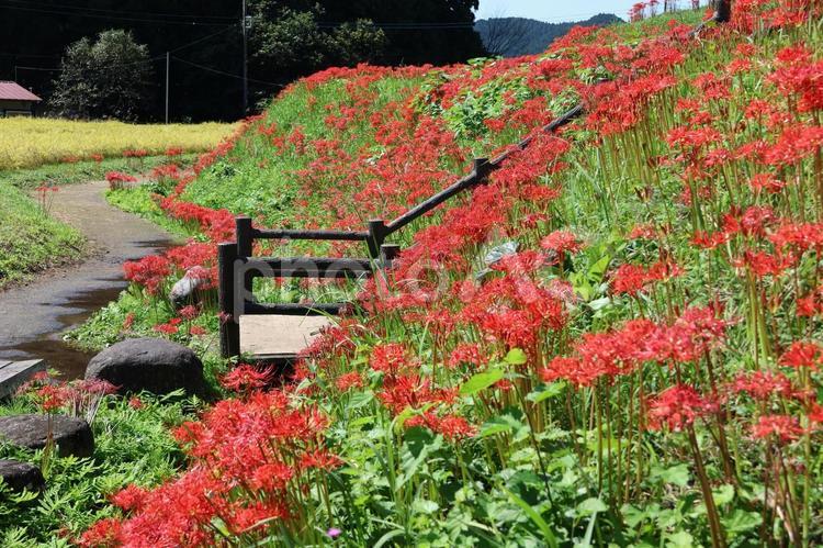 彼岸花のある風景 山,山並み,空の写真素材