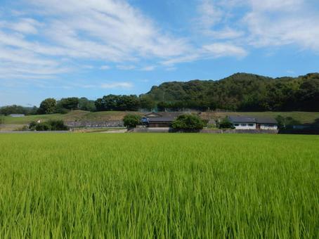 Photo, paddy field, field, rice, 