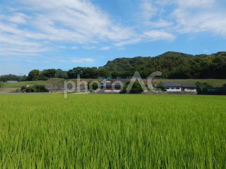 【風景写真】田んぼの様子 田んぼ,水田,田の写真素材