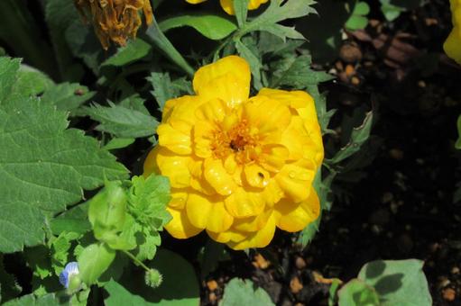 花壇に咲く鮮やかな黄色のマリーゴールド 花壇に咲く鮮やかな黄色のマリーゴールド マリーゴールド,花,植物の写真素材