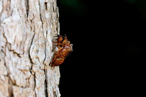 Cicada shell, JPG Cicada shell, JPG