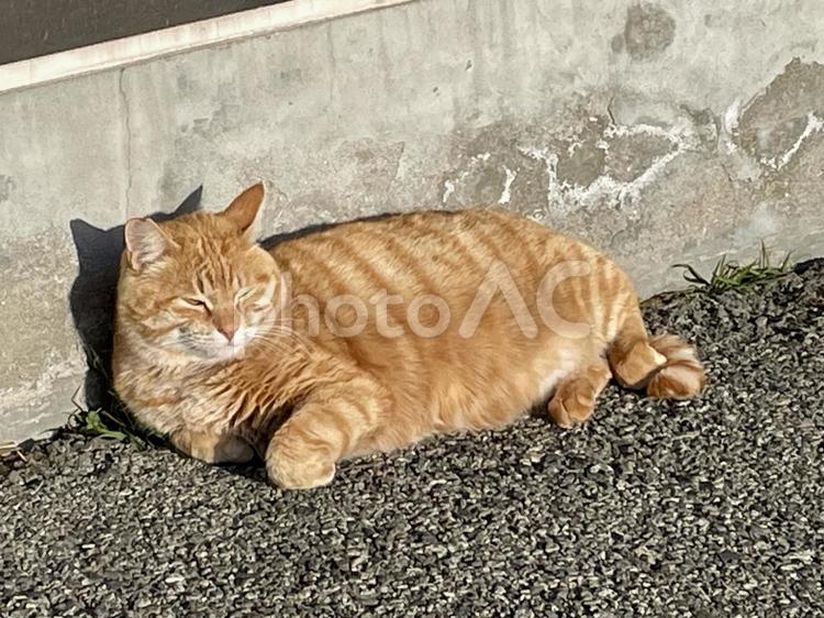 日向ぼっこをしている猫 日向ぼっこ,猫,日当たりの写真素材