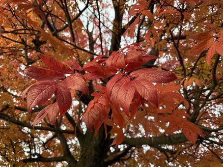 紅葉 秋,もみじ,自然の写真素材