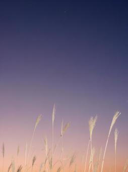 すすきと金星・天体 ススキ,星,宇宙の写真素材