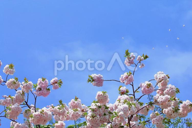 桜の開花イメージ 桜,満開,植物の写真素材