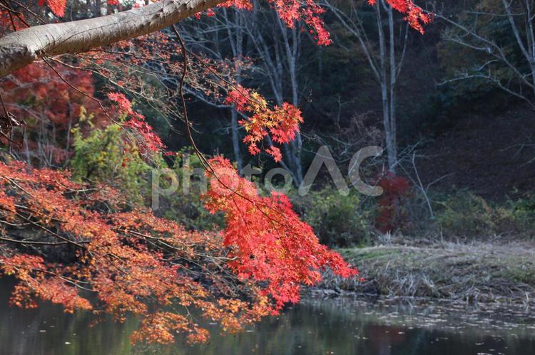 赤くそまったきれいな紅葉 紅葉,もみじ,モミジの写真素材