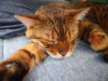 Sleeping Cat, JPG