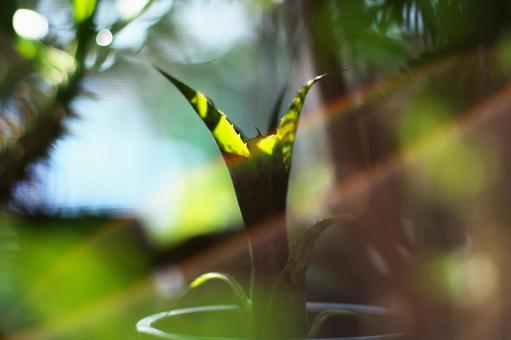 光のフラフープ 光のフラフープ 観葉植物,葉,自然の写真素材
