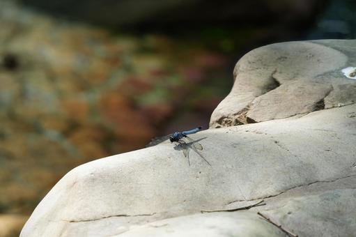 岩にとまるオオシオカラトンボ 岩にとまるオオシオカラトンボの写真