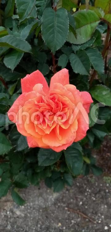 オレンジ色の美しい薔薇の花 植物,花,自然の写真素材