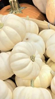 かぼちゃ かぼちゃ かぼちゃ,ハロウィン,収穫祭の写真素材