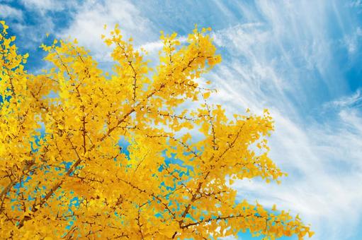 紅葉したイチョウ3 紅葉したイチョウ3 紅葉,秋,いちょうの写真素材
