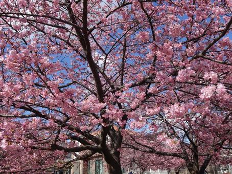 河津桜の公園-97 河津桜の公園-97の写真