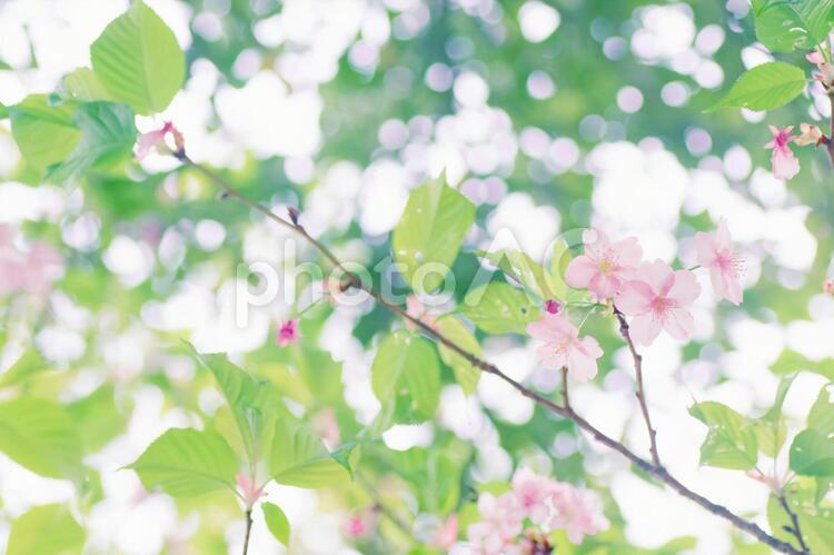 春　桜　木漏れ日 桜,春,花の写真素材