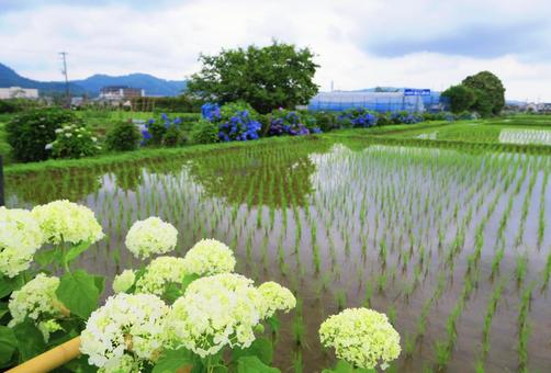 紫陽花と田んぼ⑥ 紫陽花と田んぼ⑥の写真
