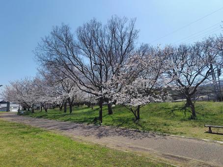 せんなん里海公園 桜並木 せんなん里海公園 桜並木の写真