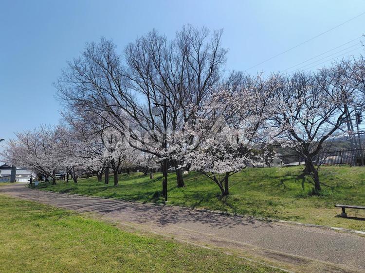 せんなん里海公園　桜並木 春,空,木の写真素材