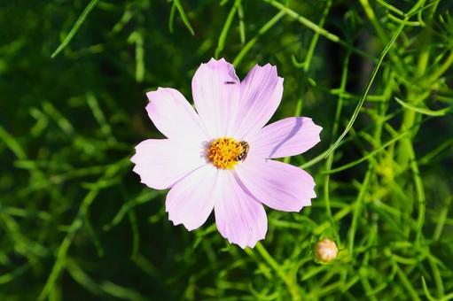 コスモスの花に蜜蜂(横浜市内にて) コスモスの花に蜜蜂(横浜市内にて) コスモスの花,蜜蜂,昆虫の写真素材