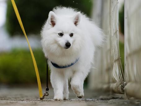 お散歩するスピッツ(日本スピッツ) お散歩するスピッツ(日本スピッツ) 犬,日本スピッツ,スピッツの写真素材