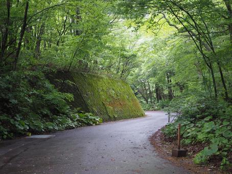 森の道2 十二湖,森林,道の写真素材