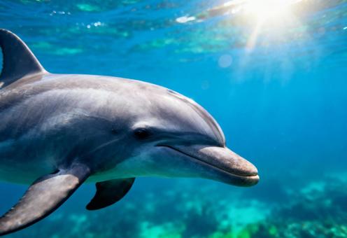 太陽の光が差す水中で微笑むイルカの顔 太陽の光が差す水中で微笑むイルカの顔の写真