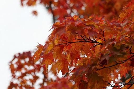 赤い紅葉 赤い紅葉の写真