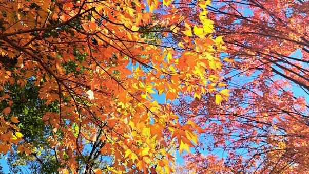 鮮やかな葉 鮮やかな葉 秋,葉,紅葉の写真素材