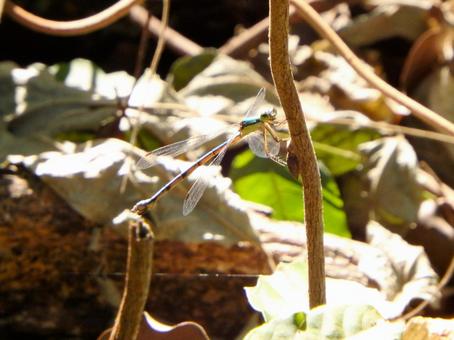 アオモンイトトンボ アオモンイトトンボ,トンボ,イトトンボの写真素材