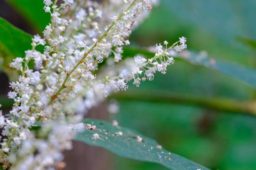 イタドリの花 イタドリの花の写真